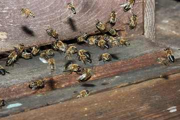 Bee, Honeybee, Nectar, Beehive, Entrance, Thuringia, Germany, Europe