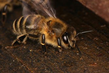 Bee, Honeybee, Nectar, Beehive, Entrance, Thuringia, Germany, Europe