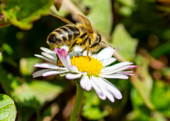 Bee collecting nectar from a daisy flower in the early spring