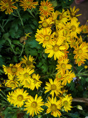yellow chrysanthemum flowers