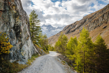 Fototapeta na wymiar Beautiful road between larches in swiss Alps mountains near Zermatt town