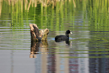 Beautiful Duck on the edge of a lake, lit by the morning sun