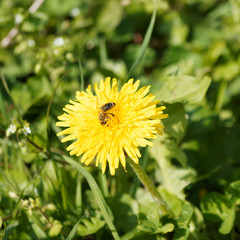 (Taraxacum officinale) Fleur de pissenlit commun ou dent-de-lion visitée par une abeille attirée par le nectar