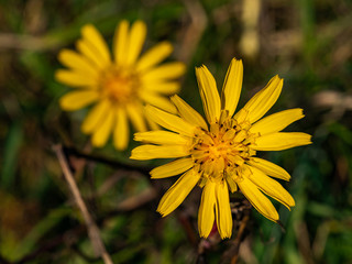Close up of yellow flower, summer time.