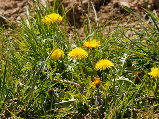 Pissenlit commun (Taraxacum officinale) ou dent-de-lion avec capitules de fleurs jaune et plate au...