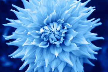 Flower in trendy blue color. color concept of the year, classic blue