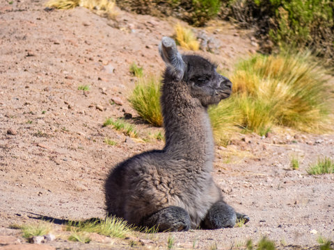 Cute alpaca in Atacama desert portrayed.
