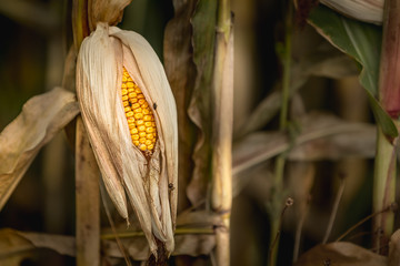 Ripe corn on the cob in a cornfield