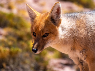 Beautiful wild fox portrayed in Desert of Atacama.