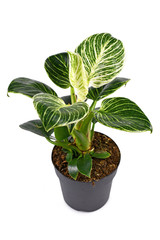 Tropical 'Philodendron Birkin' house plant with white stripes on dark green leaves in pot isolated on white background