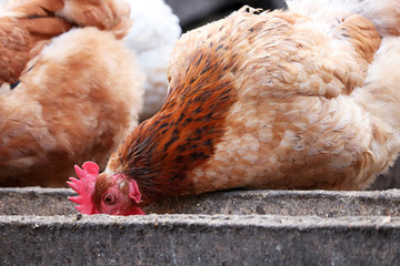 Chickens eat food from the feeder on the farm. Poultry and household concept