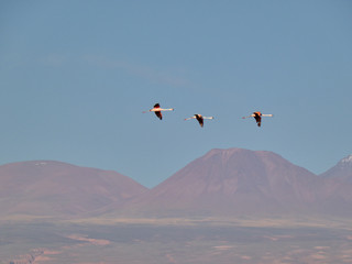 Beautiful wild flamingos in salar.