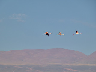 Beautiful wild flamingos in salar.