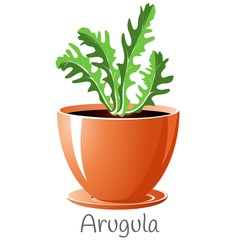 Arugula herb in a flower pot.