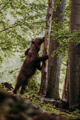 Close up wild, standing big Brown Bear, Ursus arctos, deep forest after sunset. Wildlife, european animal. 