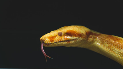 Sharp Sunglow Boa Constrictor