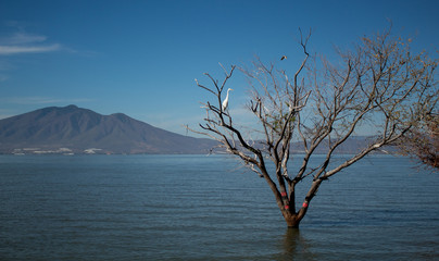 Lago Ajijic Árboles Aves