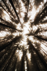 sun shining through forest