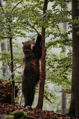 Close up wild, standing big Brown Bear, Ursus arctos, deep forest after sunset. Wildlife, european animal. 