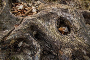 Obraz premium beautiful dry log closeup