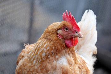 Chicken on the farm, poultry concept. Angry brown hen looking at camera