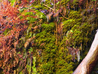 Cascada en la montaña, sobre musgo y otras plantas, multicolor.