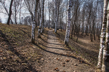 Birch Alley.A dirt walking path surrounded by Russian birch trees. At the edges of the path last...