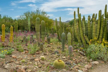 Gordijnen Saguaro Cactus © Don Miller/Wirestock