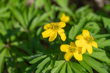 european spring forest flowers anemona