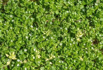 Obraz premium First spring green grass