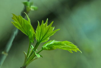 Leaves bloom on trees in spring