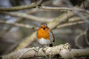 Robin singing in the sunshine