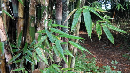 green grass in the garden.  bamboo trees