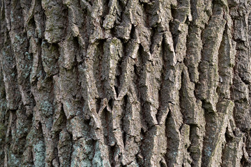beech bark texture of old wood