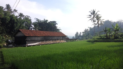 rural landscape with house. 