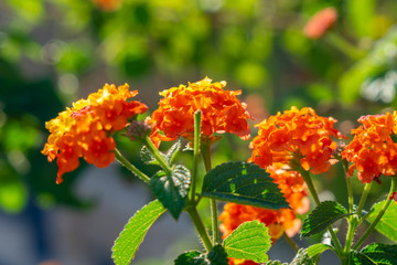 Lantana camara orange flowers, Colorful orange and yellow flowers