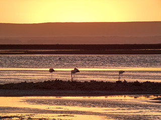 Fototapeta na wymiar Beautiful wild flamingos in salar.