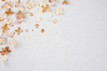 Beige floral flatlay on white background. Hydrangea, hortesia dried flowers top view. Pastel, natural colors. Vintage style. Floral still life.