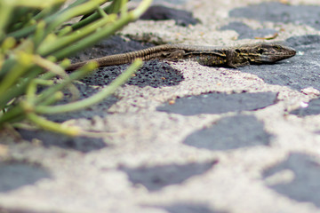 Eidechse auf Teneriffa