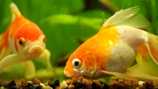 Gold Fishes swimming in fresh water aquarium on green background