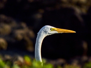 Great heron posing in wetland.