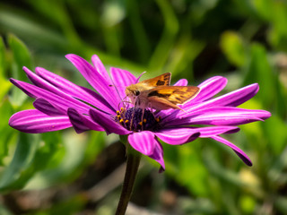 Moths and bees in striking flower colors.