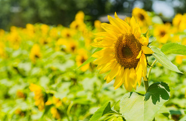 sunflowers at farm