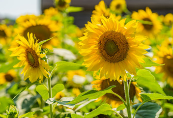 sunflowers at farm