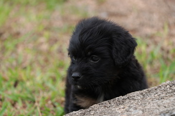  baby black dog 