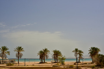 Obraz na płótnie Canvas Sharm el Sheikh, Egypt, sea, beautiful, palms