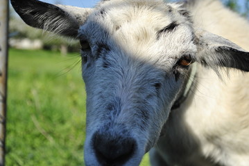 white goat portrait