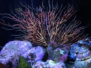 Naklejka na ściany i meble coral plant