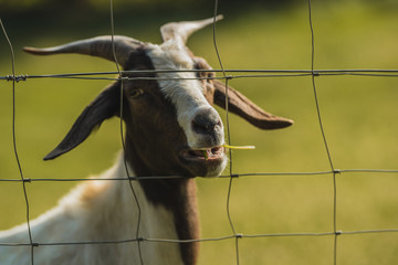 Brown and white goat is seen chewing some grass and looking through a wire fence. Green meadow in the background