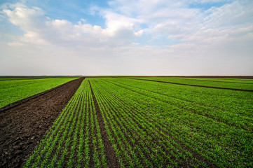 agrarian landscape dividing the field into sectors of wheat with a beautiful sky